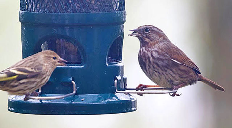 Birding Pine Siskins Are Here Today Gone Tomorrow Life Chinookobserver Com