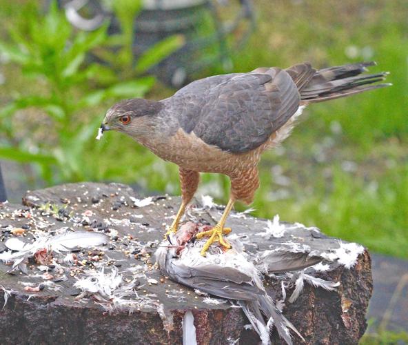 The UK's Birds of Prey - Happy Beaks Blog