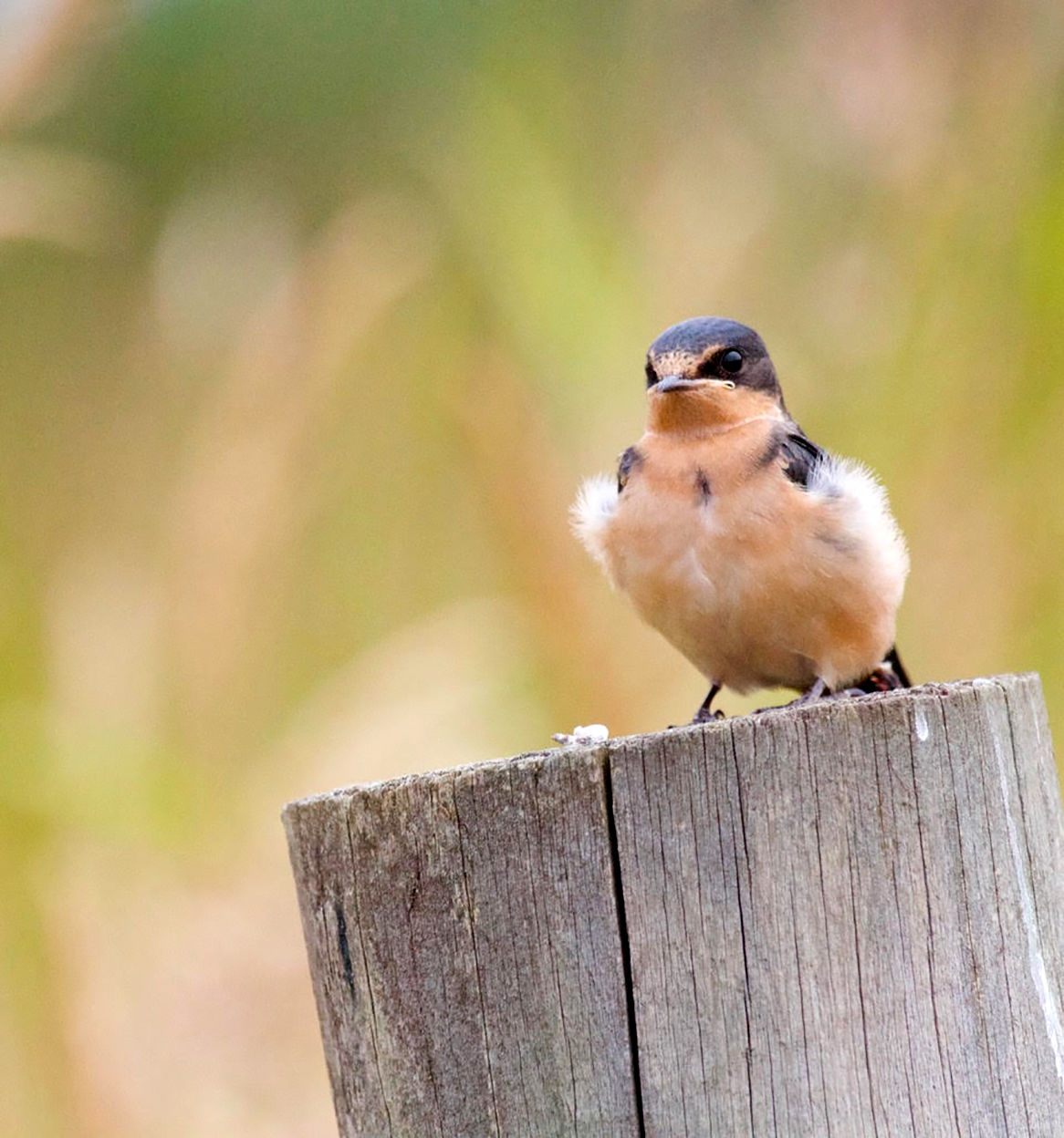 For The Birds Citizen Scientists At Work On Behalf Of Swallows