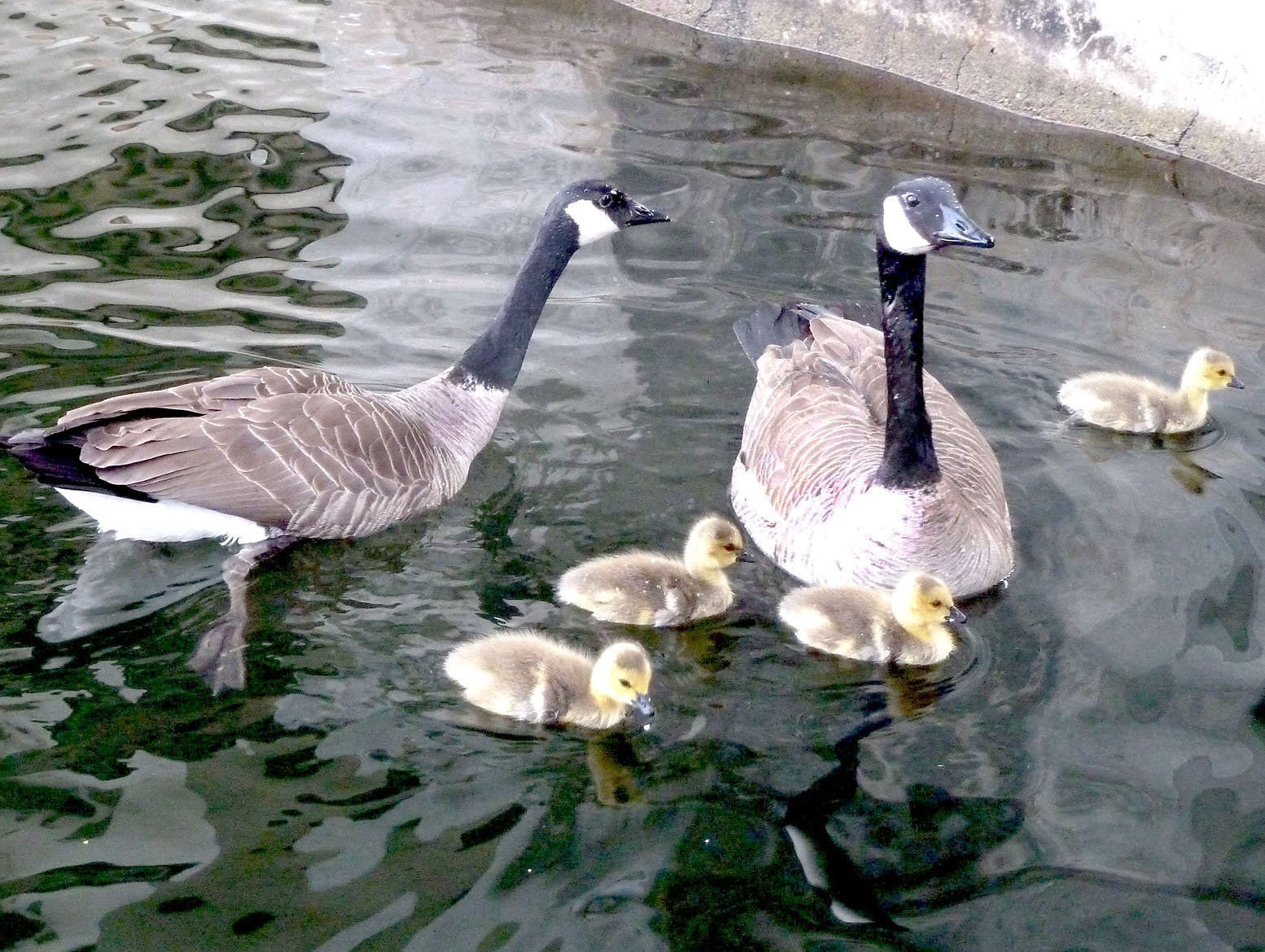 Canada goose quebec outlet city kansas