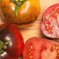 New purple tomatoes created with healthy antioxidants
