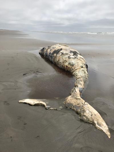Another dead whale washes ashore on the Peninsula