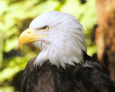 Letter: Ocean Park woman prefers not to become eagle cuisine