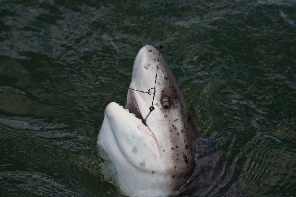 Guide shows sharks abundant in bay, News