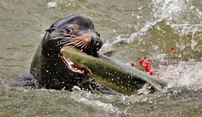 Sea lion showdown: Will the Sacramento River's visitors be a boon