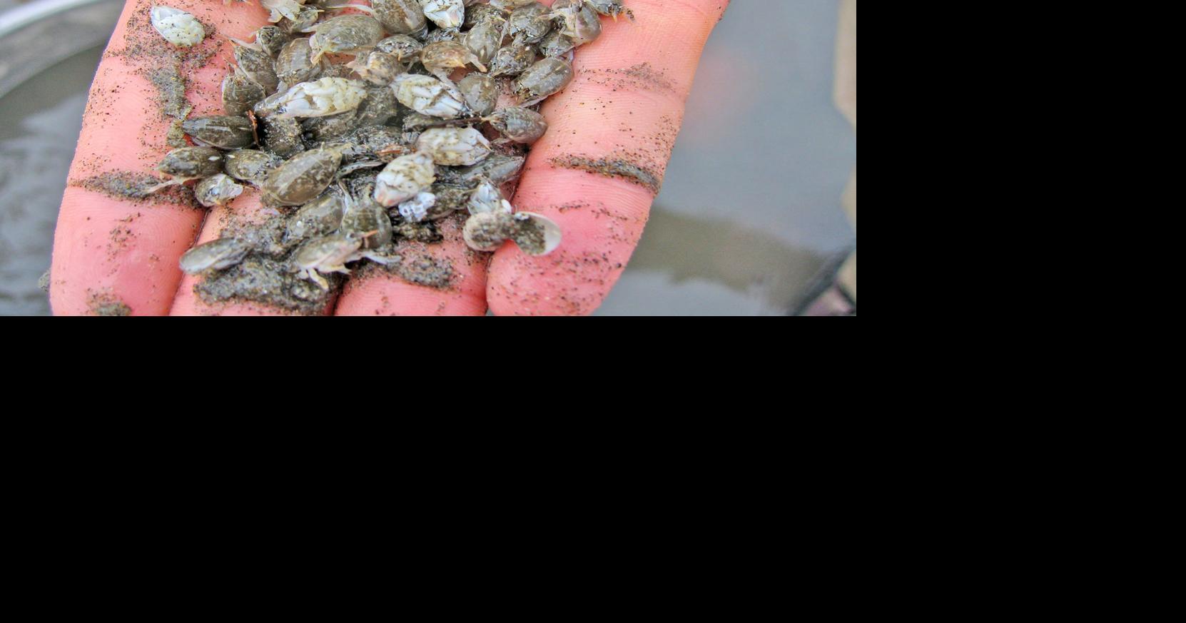 Researchers examine impacts of plastic on sand crab, South County News