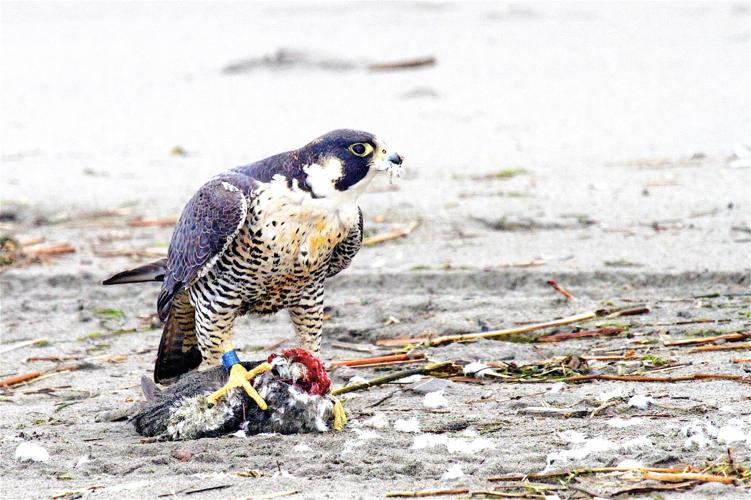 peregrine falcon hunting technique