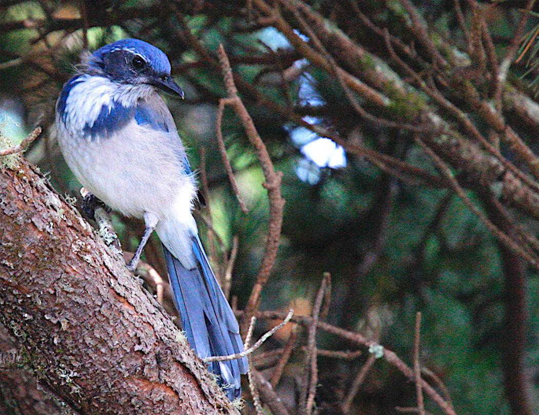 The Scrub-Jay: In Defense of the Blue Squawker – Nature in Novato