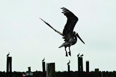Columbia pelicans face new threat: junk food
