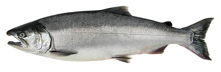 Fall Chinook salmon season to resume through the end of the year at Buoy 10  