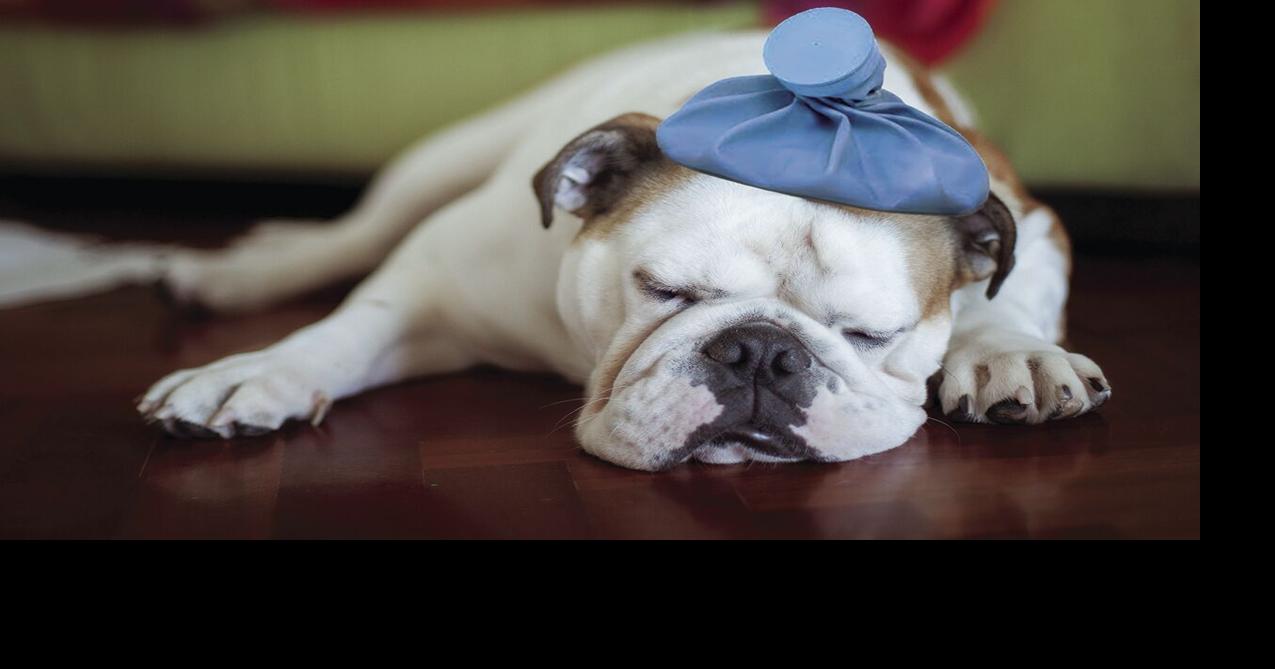 Warning signs of cancer in pets | Pets | chronicle-tribune.com