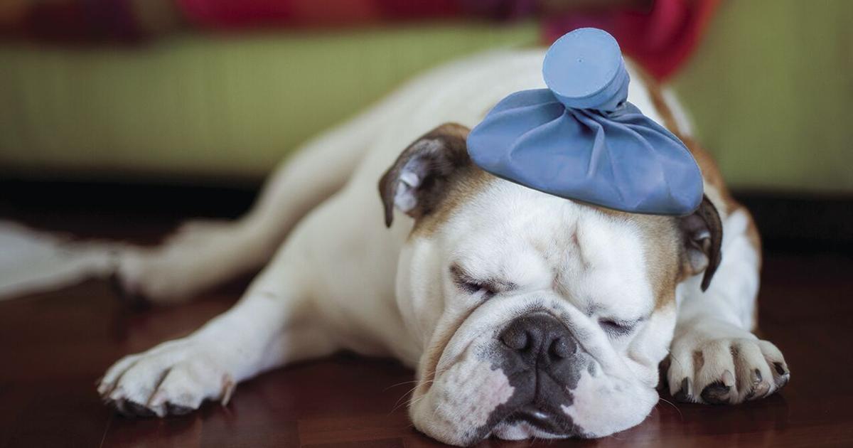 Warning signs of cancer in pets | Pets | chronicle-tribune.com