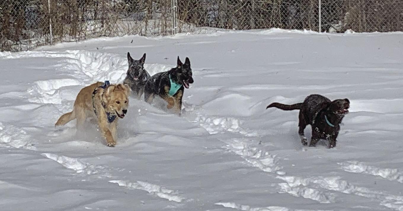 Help dogs navigate parks made just for them - Vimarsana News
