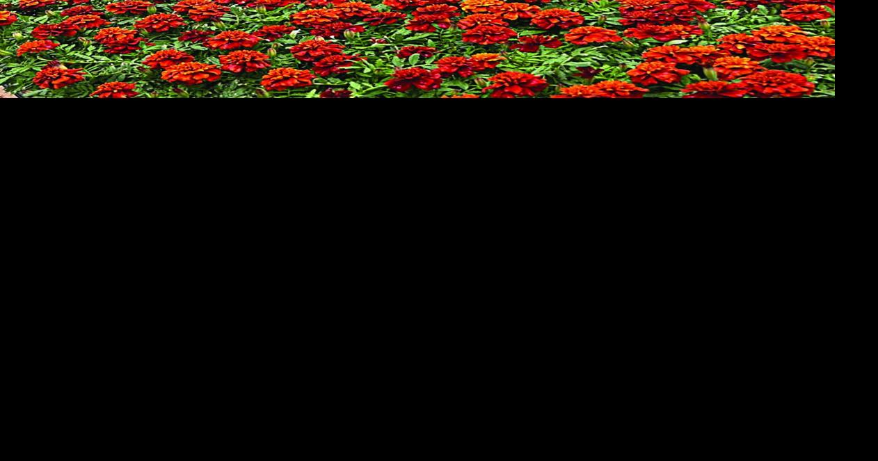Gardens set to flourish with colour