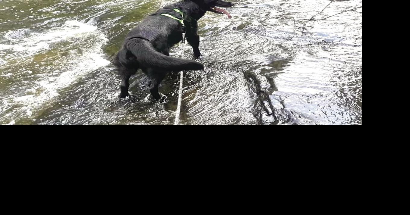 Set good example in public with dogs | Local News | chroniclejournal.com