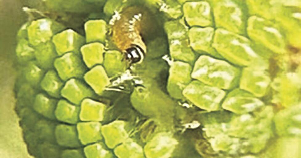 Alarming infestation brewing: arborist - Vimarsana News