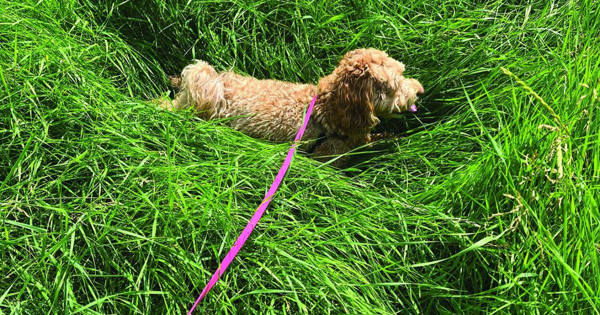 Beautiful view of Can Dogs Benefit From Grass Fiber