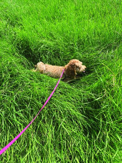 Pay attention to grass eating by dogs | Local News | chroniclejournal.com