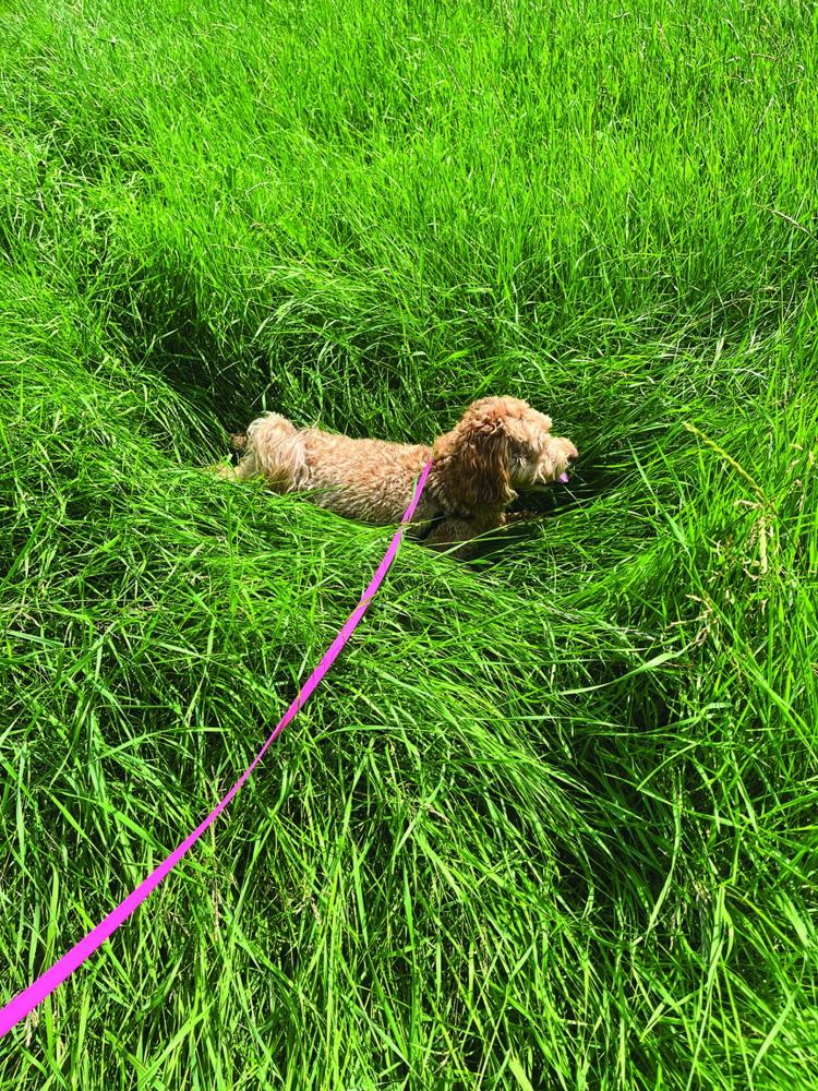 Picture of Pay attention to grass eating by dogs | Local News | chroniclejournal.com
