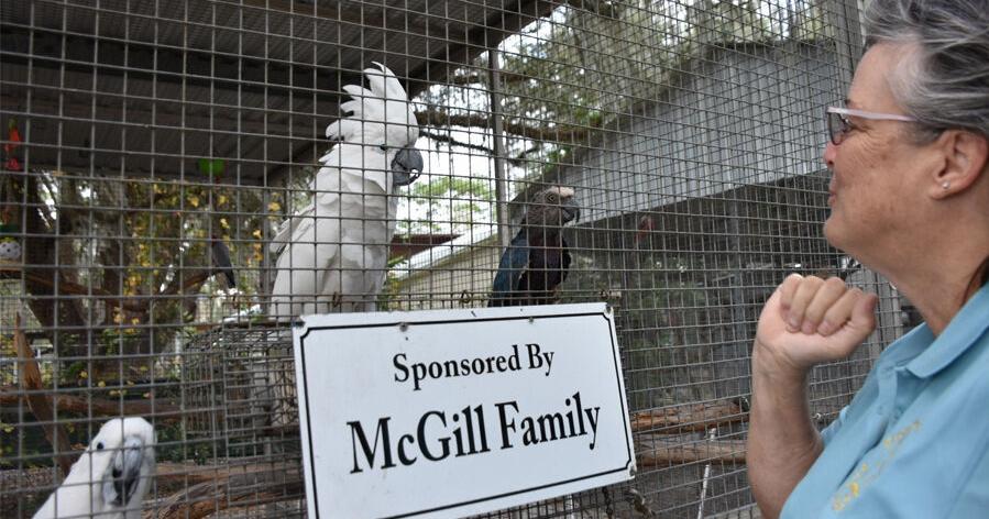 First Squawk Love at first squawk: The heartwarming story of Ziggy's Haven | Local ...