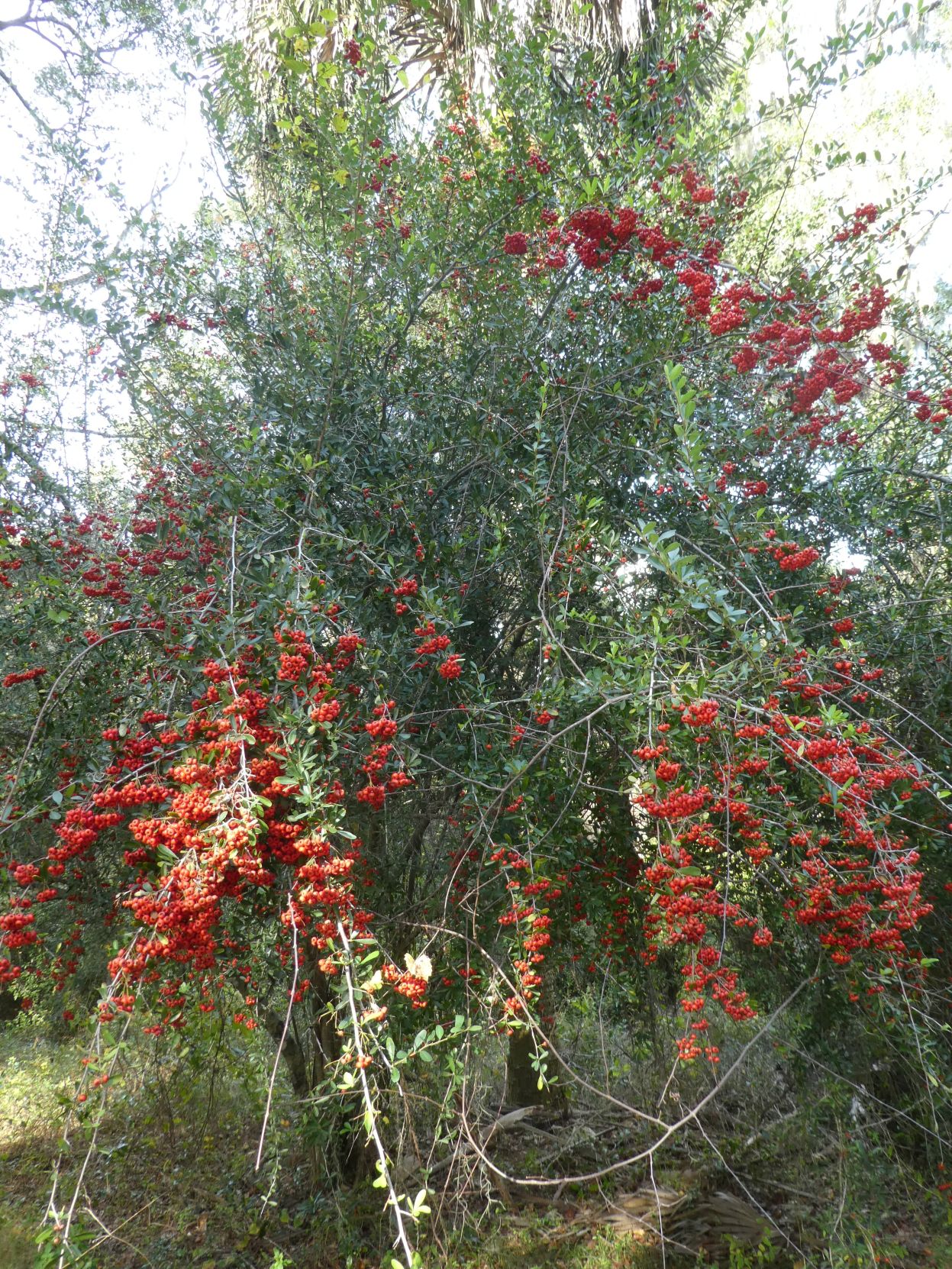 Pyracantha blooms in winter | Real Estate | chronicleonline.com