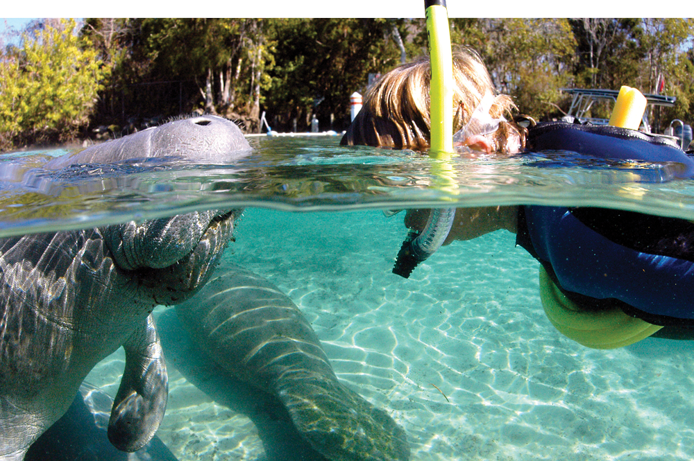 Crystal River manatees: See manatees, even swim with them