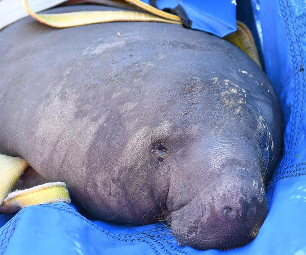 Five manatees released into the wild | Local News | chronicleonline.com