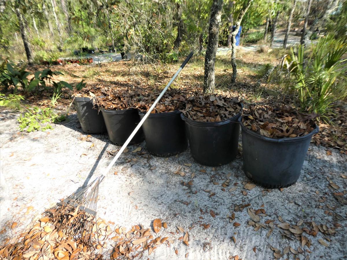 Reuse leaf litter as mulch Real Estate