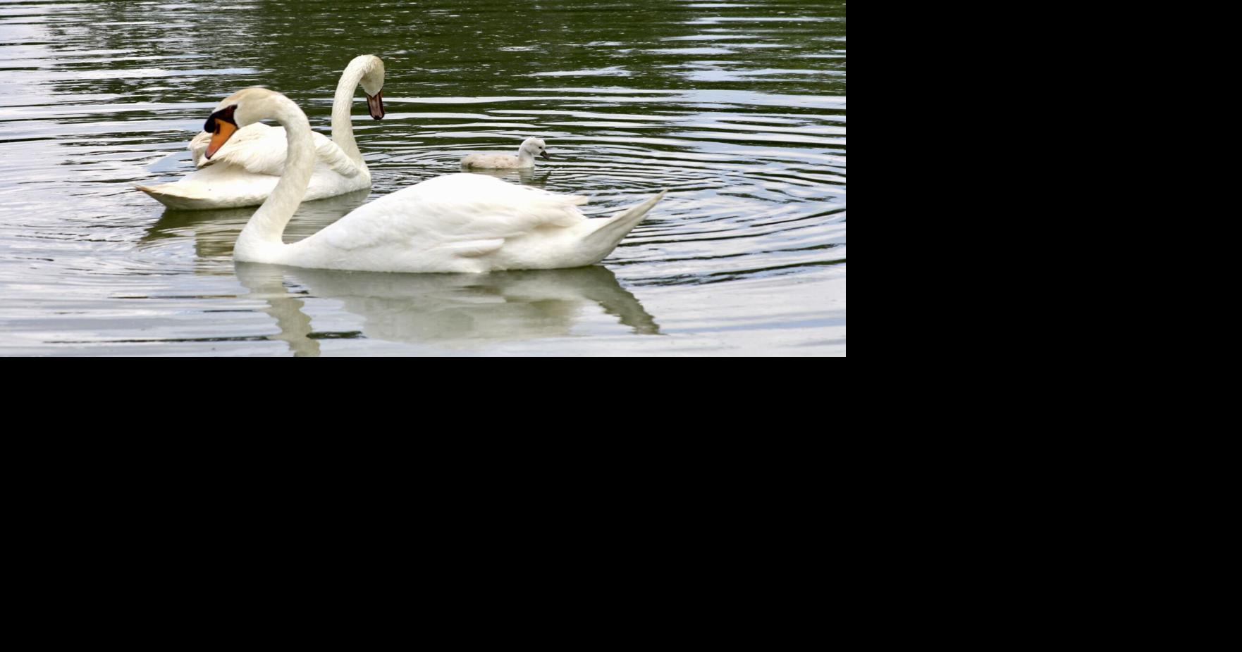 Life in Ocala Palms: Ocala Palms loves its wildlife