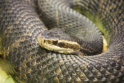 Be Smart Around Snakes Community Sports Chronicleonline Com