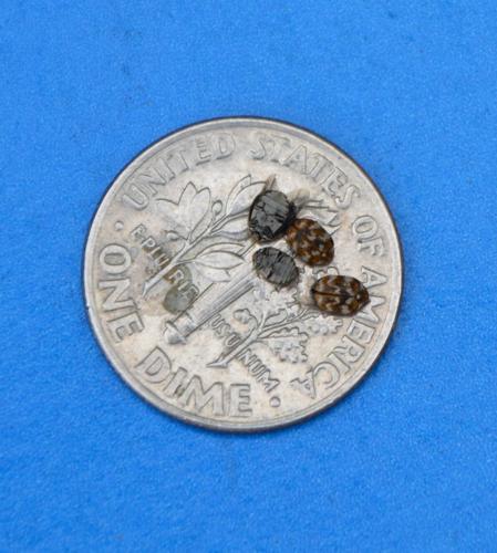 Carpet Beetles St Augustine FL