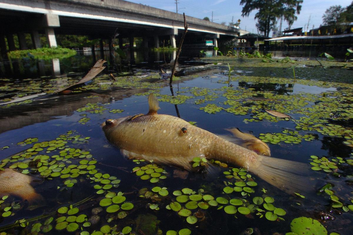 Fish kill a natural occurrence after major rain events | Local News