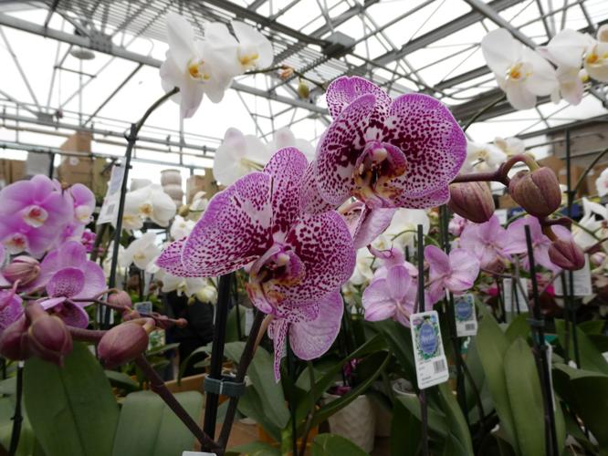 Florida Native Orchids for Sale  Buy Orchids Online & at the Garden