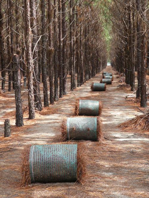 Slash Pines Pine Straw Bales Real Estate Chronicleonline Com