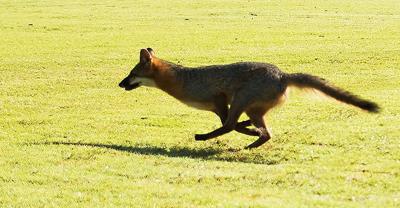 Facts About Foxes Community Chronicleonline Com