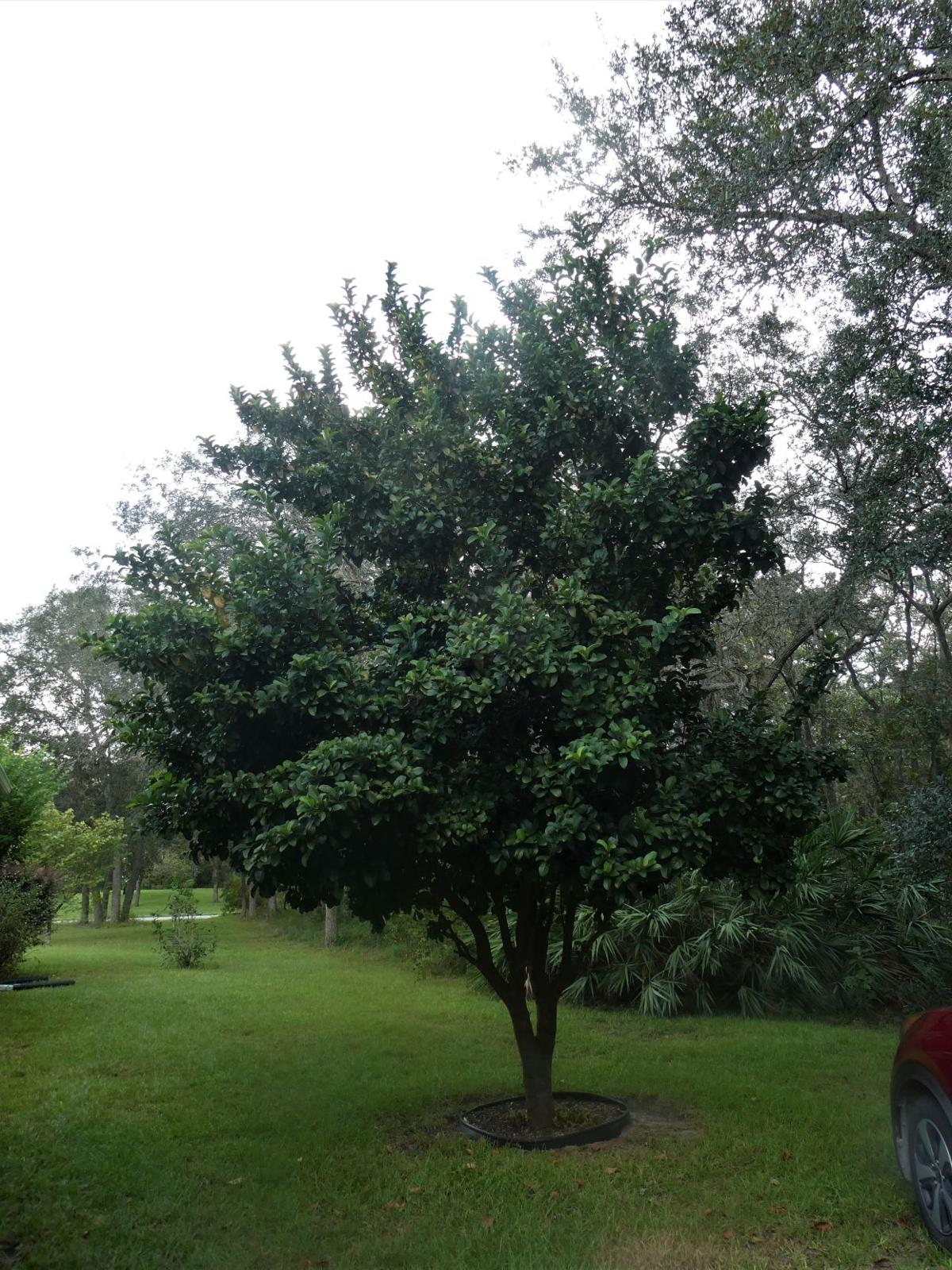 Exotic ornamental Sweet Viburnum