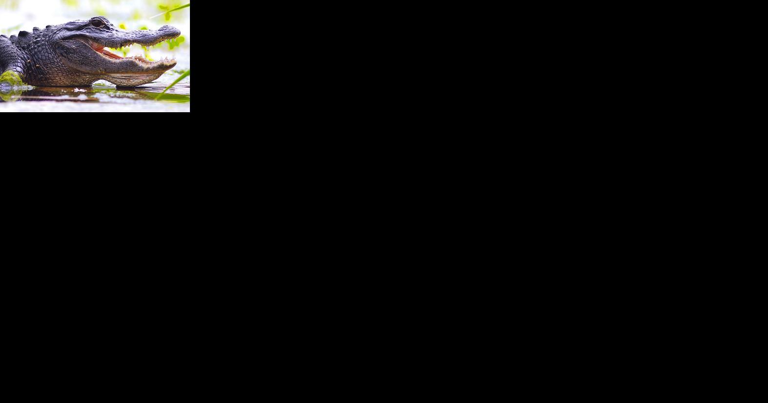 FWC considers 'greater flexibility' for gator hunters | Local News - Vimarsana News