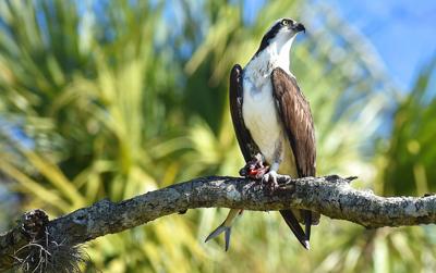 Osprey breakfast