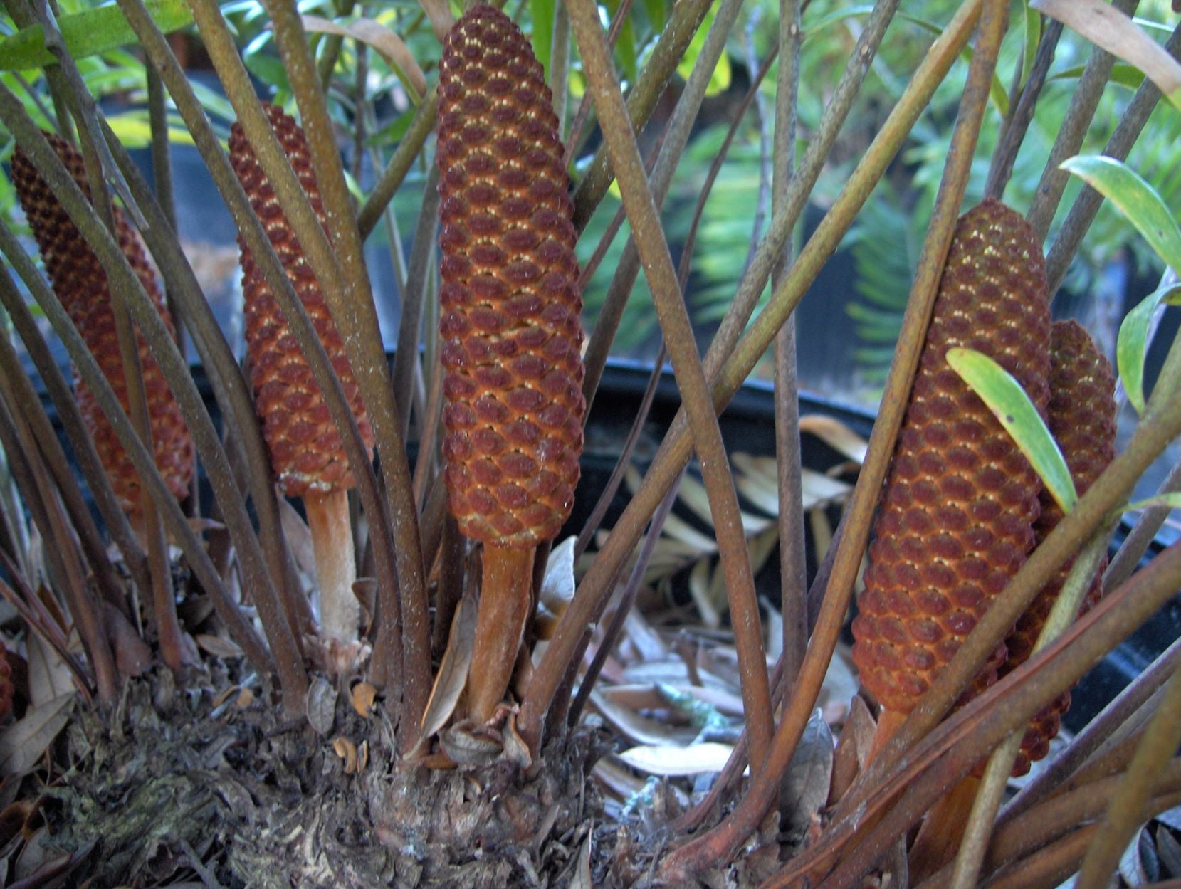 Cycads: Ancient family of plants | Real Estate | chronicleonline.com