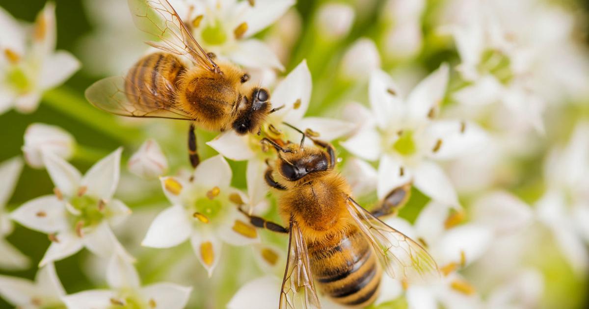 Bee Outside Bees play important role in lawns and gardens | Home and Outdoor Living ...