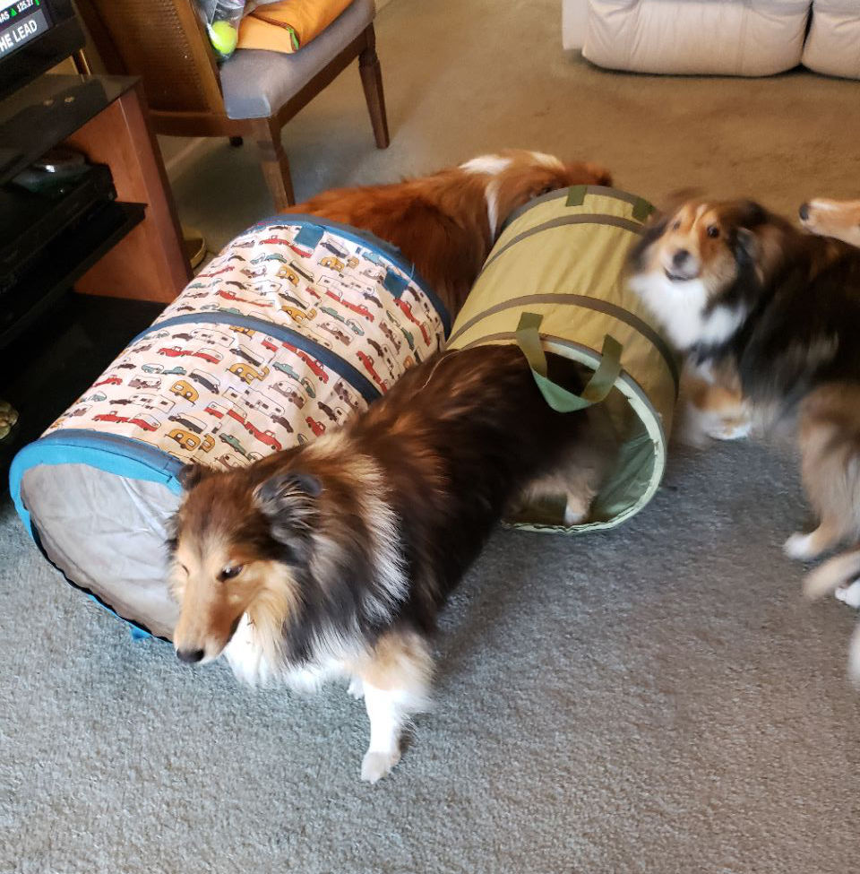 A guide to staying at home with your pet Community