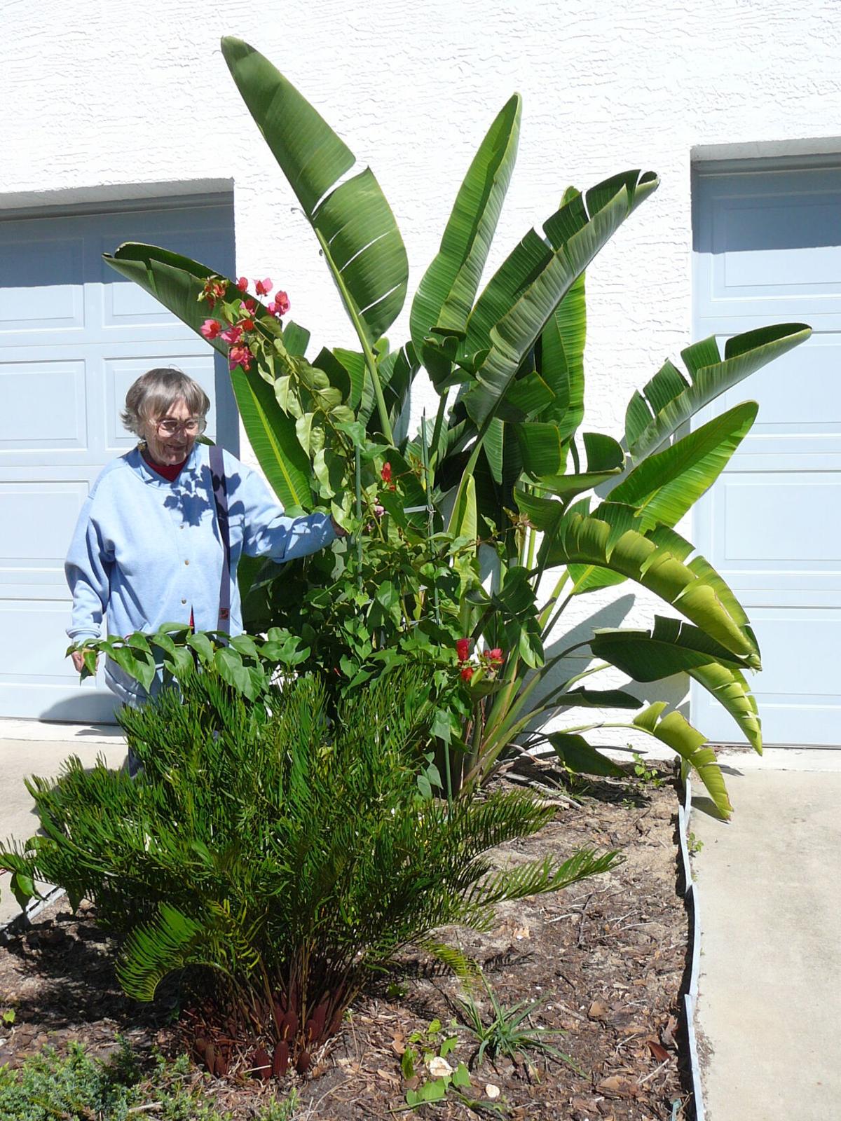 paradise outdoor living forest lake on Bird Of Paradise Home And Outdoor Living Chronicleonline Com
