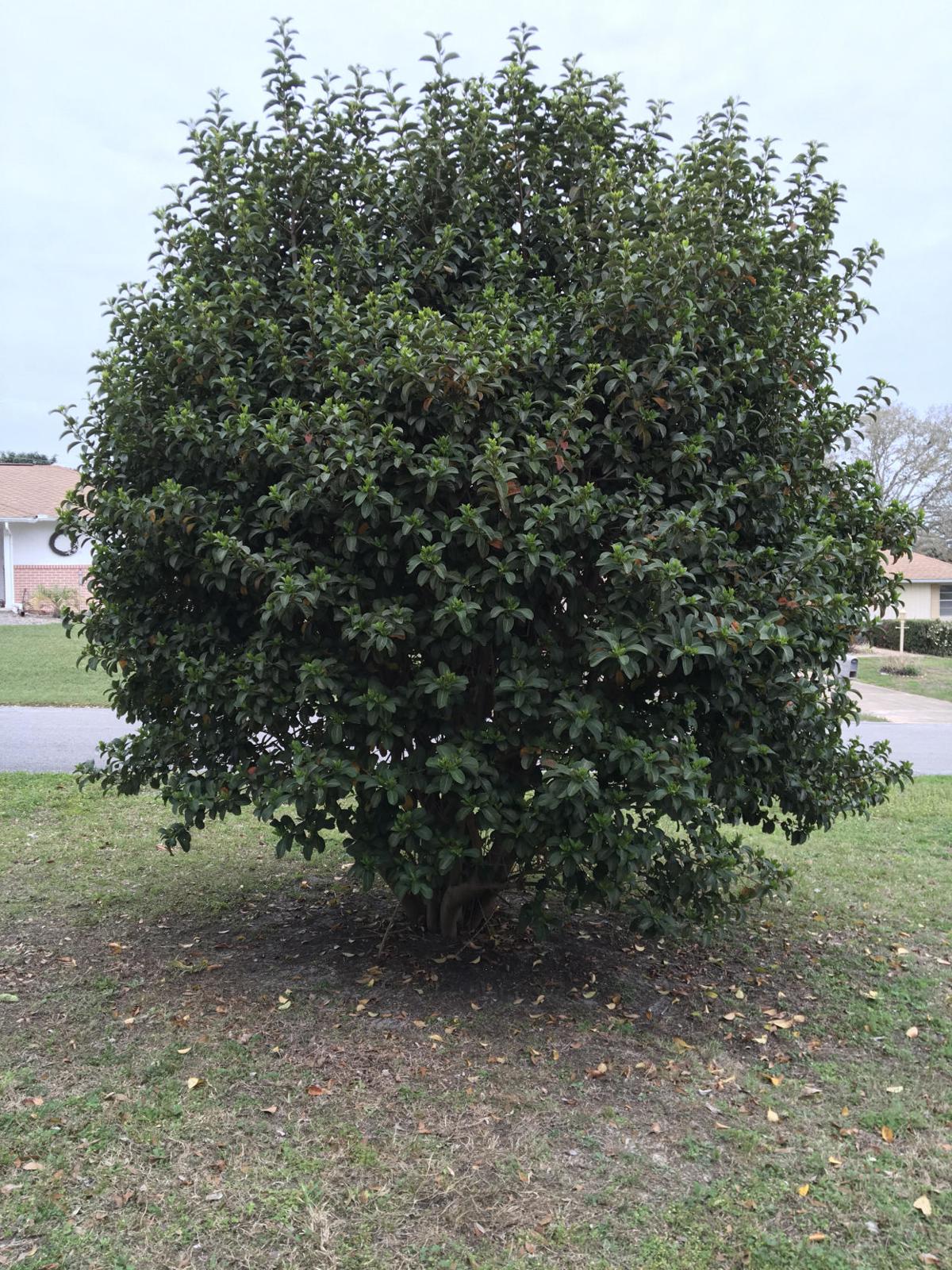 Exotic Ornamental Sweet Viburnum Chronicleonline Com