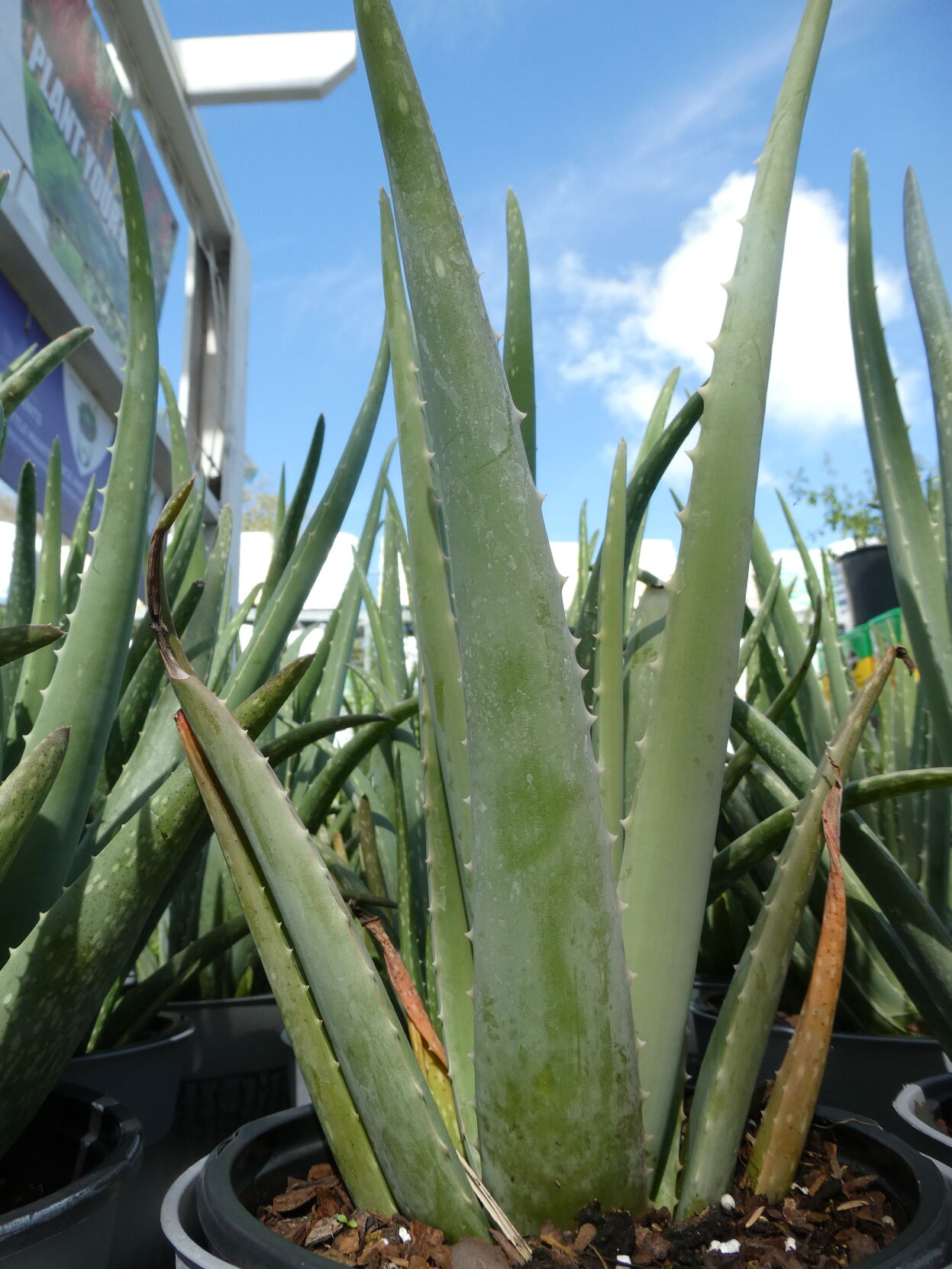 fuerte aloe vera gel Gel all'Aloe Vera Effetto Freddo-Caldo main image 1
