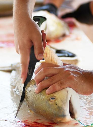Save Red Fish 500 pounds of redfish fillets headed to struggling families | Local ...