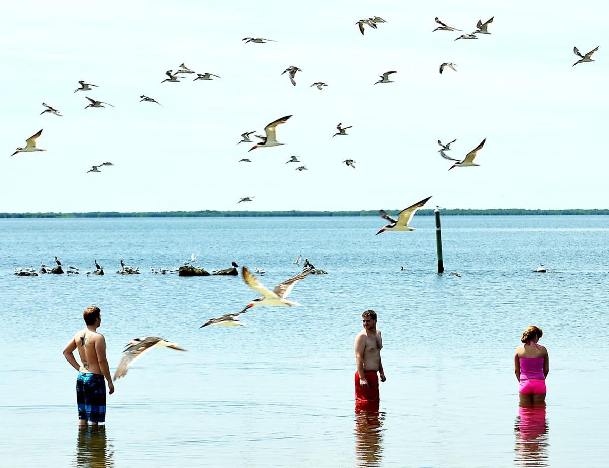 Official Birds Or Faulty Test To Blame For Beach Closing Coronavirus Chronicleonline Com