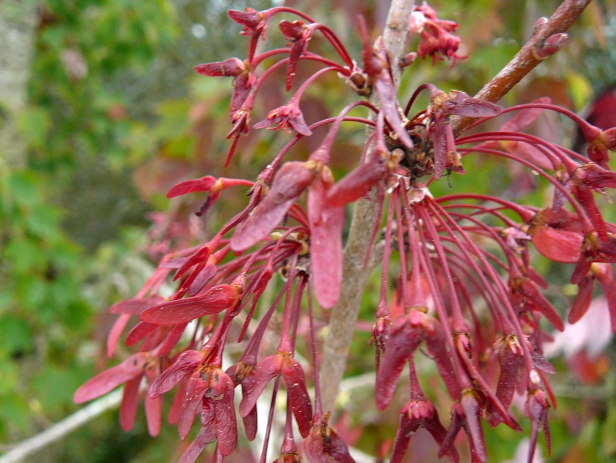 Fall foliage and pruning logic in Florida Real Estate