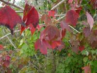 Fall Foliage And Pruning Logic In Florida Real Estate Chronicleonline Com