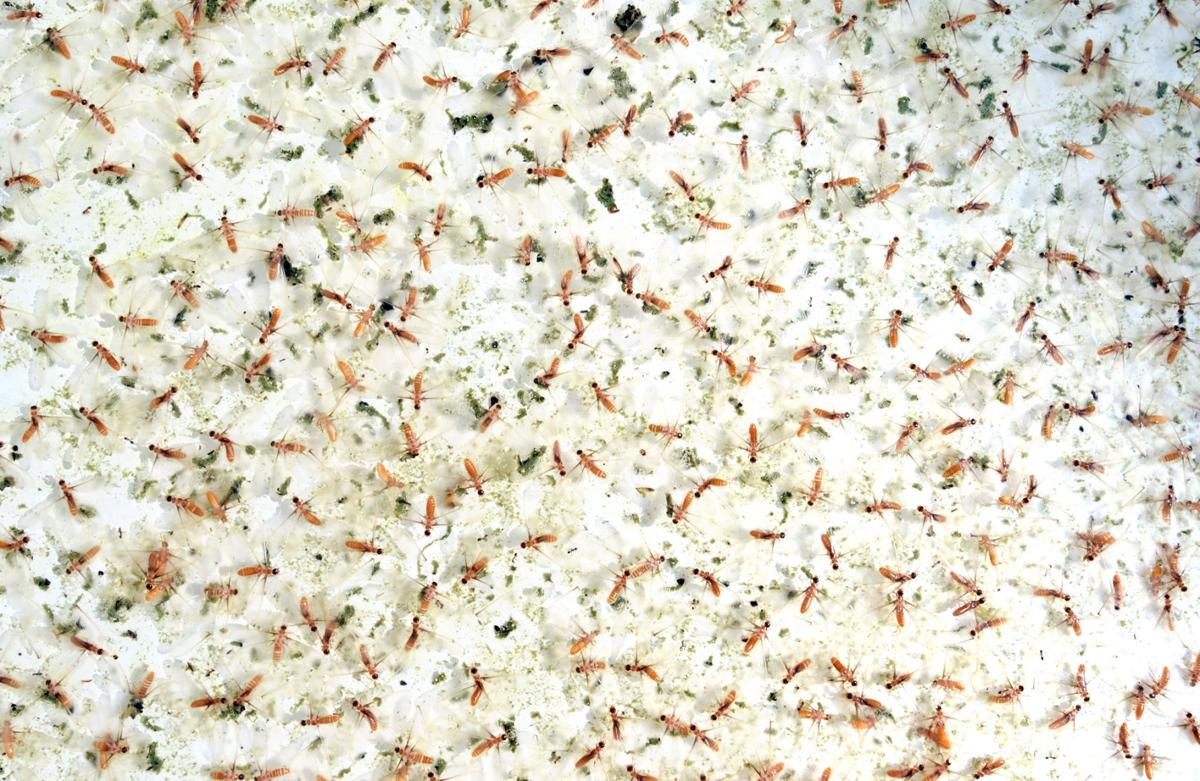 Besieged By Tens Of Thousands Of Termites You Re Not Alone Local News Chronicleonline Com