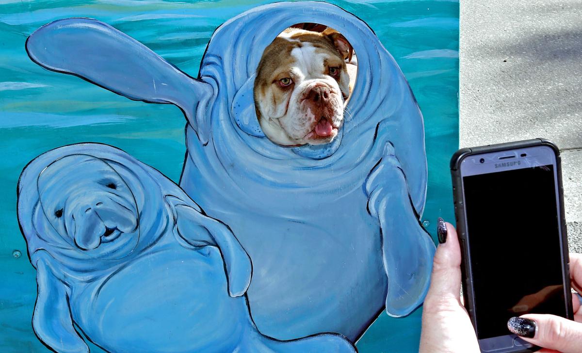 Manatee Festival 01.JPG